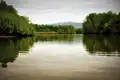 Stille Wasserlandschaft eines Flusses mit dichtem Mangrovenbewuchs an den Ufern.