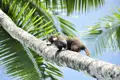 Nasenbär auf einer Palme.