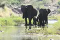 Zwei erwachsene Elefanten und ein Jungtier stehen im Wasser eines Flusses oder Wasserlochs.