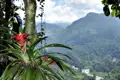 Bromelien und tropische Vegetation im Bergwald.