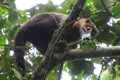 Nasenbär im Regenwald auf einem Baum.