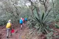 Wanderer auf einem Waldweg, umgeben von dichter Vegetation und einer prominenten sternförmigen Pflanze.