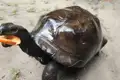 Riesenschildkröte beim Verzehr einer Frucht.