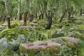 Moosbewachsene Felsen und Korkeichen in einem Wald.