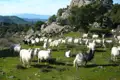 Schafe weiden auf einer grünen Wiese, umgeben von Felsen und Bäumen. Im Hintergrund sind Hügel und Berge zu sehen.