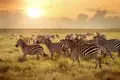 Auf Safari in Südafrika Nationalparks. Bei unserer Studienreise für Singles und Alleinreisende fester Bestandteil des Programms. Sie erleben die vielfältige Tierwelten, wie eine Herde Zebras.
