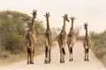 Begegnungen besonderer Art erleben Sie auf unserer Südafrika-Studienreise zu den Höhepunkten des Landes viele. Hier im Krüger-Nationalpark etwa gehen auch Giraffen gerne auf Wandertour!