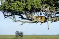 Ihre Studienreise nach Tansania führt Sie in den Serengeti-Nationalpark. Überall tauchen dort die sogenannten Leberwurstbäume auf, deren Früchte wie gigantische Leberwürste aussehen.