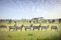 Zebras satt sehen Sie bei unserer Rundreise nach Tansania!