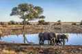 Tierbeobachtungen sind fester Bestandteil unserer Rundreisen durch Namibia. Mit unseren kleinen Gruppen kommen wir im offenen Geländewagen ganz nah ran an die wilden Tiere.