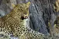 Zwei Wochen lang erkunden Sie mit Ihrem Studiosus-Reiseleiter und in kleiner Gruppe die Naturschönheiten Botswanas und Namibias. Mit etwas Glück bekommen Sie auch einen Leoparden - den scheuesten der Big Five - zu sehen.