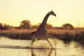 Zwei Wochen lang erkunden Sie mit Ihrem Studiosus-Reiseleiter und in kleiner Gruppe die Naturschönheiten Botswanas und die Viktoriafälle. Durch seichtes Wasser springende Giraffen sind im Überschwemmungsgebiet des Okavangos keine Seltenheit.