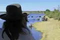 Botswana hat die größte Elefantenpopulation der Welt - sicher, dass wir am Chobe River einer großen Zahl davon auf unserer Studiosus-Reise in kleiner Gruppe begegnen werden