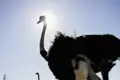 Während unserer Studienreise Südafrika - Impressionen besuchen wir in der Nähe von Oudtshoorn auch eine Straußenfarm und lernen vieles Interessante über die Zucht dieses eigenwilligen Vogels.