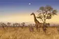 Pirschfahrten durch den Krüger-Nationalpark erleben wir auf der zweiwöchigen Studienreise Südafrika - Impressionen. Dabei begegnen wir auch den imposanten Giraffen.