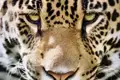 Unterwegs am Amazonas oder im Pantanal heißt es: Augen auf! Denn jede Menge Tiere nennen den Dschungel ihr Zuhause.