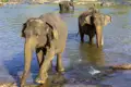 Viele Tiere gibt es in Sri Lanka zu sehen, und natürlich sind wir auch den Elefanten auf der Spur. Perfekt für unsere Familienreise Sri Lanka - Elefantenherden und Affenbanden!