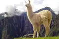 Ein Lama steht auf einer grünen Wiese mit Bergen im Hintergrund.