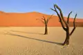 Abgestorbene Bäume und eine Sanddüne in der Wüste.