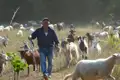 Hirte führt Schafe und Ziegen über eine Weide.