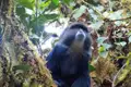 Blauer Affe im Baum sitzend.