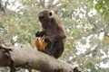 Affe isst Banane im Baum