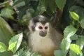 Kleiner Affe im grünen Laub.