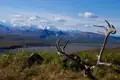 Abgeworfenes Karibugeweih in der Landschaft Alaskas mit der Alaska Range im Hintergrund.