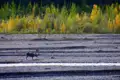 Karibu im Herbst am Flussbett