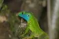 Eine grün-blaue Eidechse, die auf einem bemoosten Ast ruht.