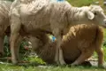 Muttertier säugt Jungtier auf der Weide.