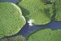 Weiße Seerose umgeben von großen Seerosenblättern.