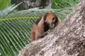 Ameisenbär klettert auf Baum im Regenwald.