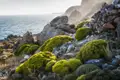Felsige Küste mit grüner Vegetation und Blick auf das Meer.