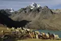 Alpakas in den Anden