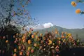 Blick auf eine Bergkette mit schneebedeckten Gipfeln, eingerahmt von blühenden Blumen.