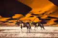 Zwei Oryxantilopen in der Namib-Wüste, die die karge Landschaft durchstreifen.