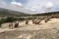 Geier in ihrem natürlichen Lebensraum.