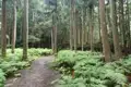 Wanderweg durch einen Farnwald.