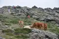 Wanderer begegnen Kühen auf einem felsigen Bergpfad.