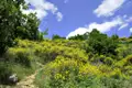 Wanderweg mit gelben Blüten.