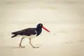 Austernfischer am Strand bei der Nahrungssuche.