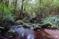 Bach im Wald
