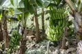 Grüne Bananen an einer Bananenstaude, Hinweis auf den Anbau von Bananen.