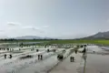 Arbeiter pflanzen Reissetzlinge in einem überfluteten Feld.