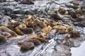 Seehunde ruhen auf felsigen Küsten.