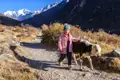 Kind führt Kalb auf Bergpfad