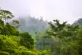 Mystischer Nebel über dem dichten Regenwald.