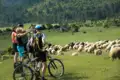 Radfahrergruppe auf Radreise  pausiert während ihrer Fahrradtour, um eine Schafherde auf einer Weide zu beobachten.