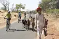 Begegnung von Radfahrern und Hirten mit Ziegen während einer Indien-Radreise.